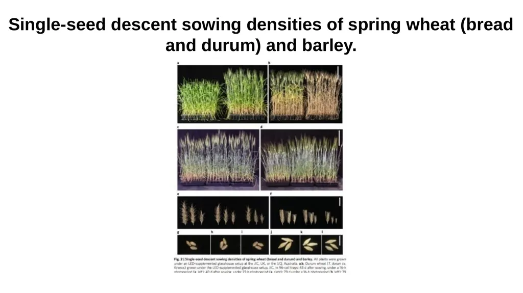 Lecture 1. Genetics (February 18) Lecture 2: - slide 65 of 110