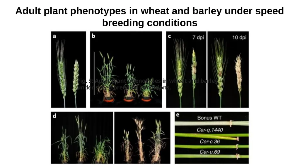 Lecture 1. Genetics (February 18) Lecture 2: - slide 67 of 110