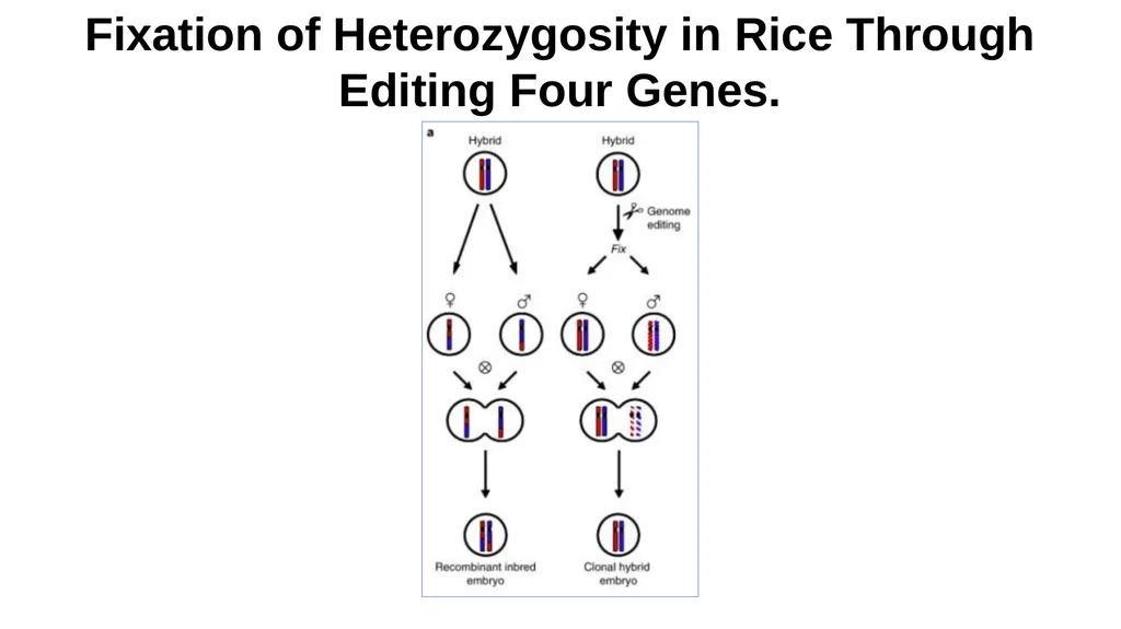 Lecture 1. Genetics (February 18) Lecture 2: - slide 101 of 110