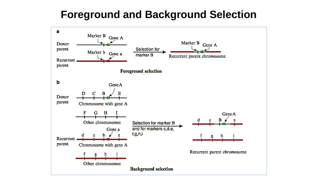 Lecture 1. Genetics (February 18) Lecture 2: - slide 50 of 110