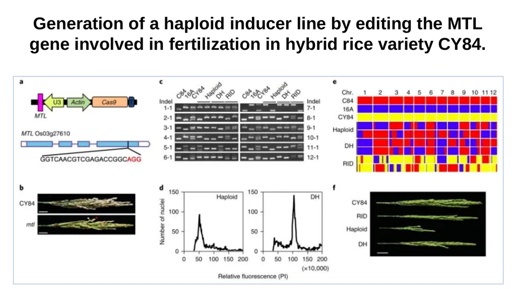 Lecture 1. Genetics (February 18) Lecture 2: - slide 105 of 110