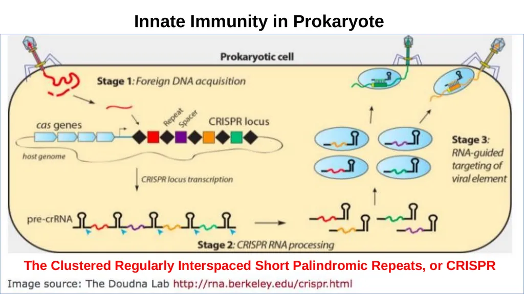 Lecture 1. Genetics (February 18) Lecture 2: - slide 83 of 110