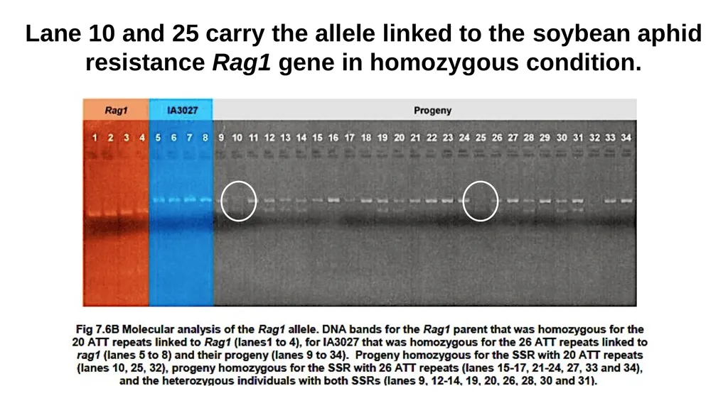 Lecture 1. Genetics (February 18) Lecture 2: - slide 26 of 110