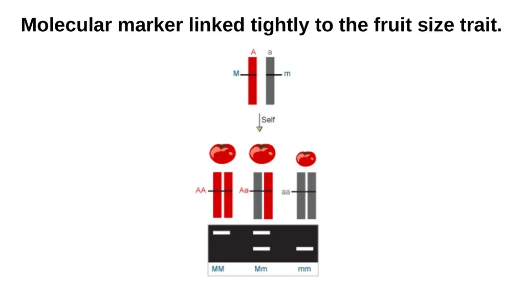 Lecture 1. Genetics (February 18) Lecture 2: - slide 46 of 110
