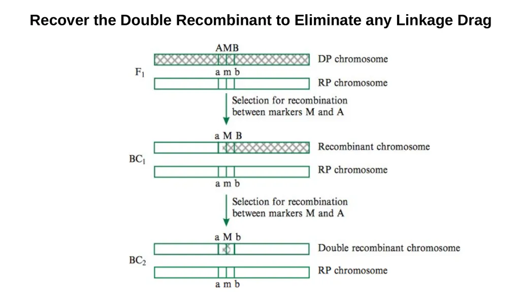 Lecture 1. Genetics (February 18) Lecture 2: - slide 51 of 110