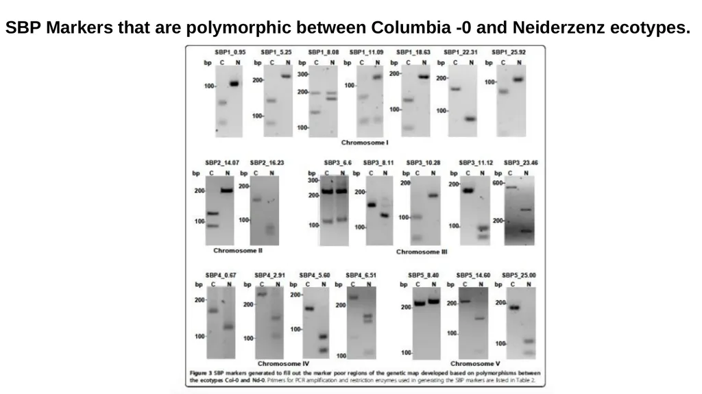 Lecture 1. Genetics (February 18) Lecture 2: - slide 39 of 110