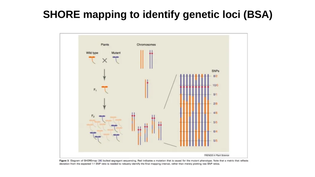 Lecture 1. Genetics (February 18) Lecture 2: - slide 44 of 110