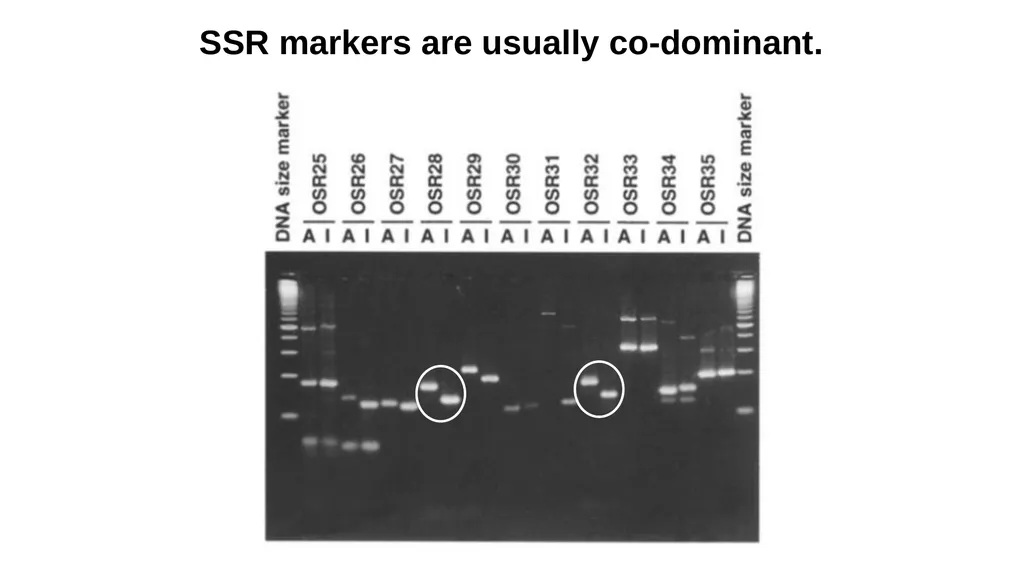 Lecture 1. Genetics (February 18) Lecture 2: - slide 25 of 110