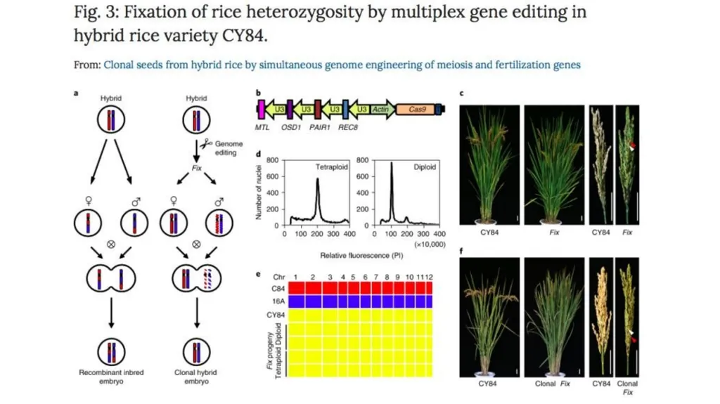 Lecture 1. Genetics (February 18) Lecture 2: - slide 107 of 110