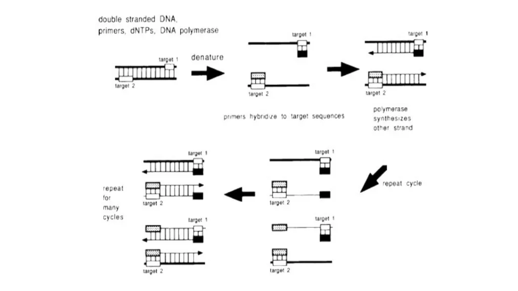 Lecture 1. Genetics (February 18) Lecture 2: - slide 11 of 110