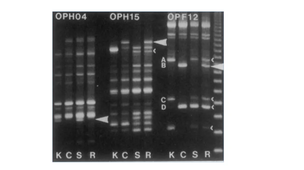 Lecture 1. Genetics (February 18) Lecture 2: - slide 22 of 110