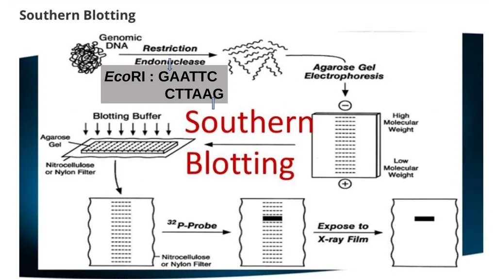 Lecture 1. Genetics (February 18) Lecture 2: - slide 4 of 110
