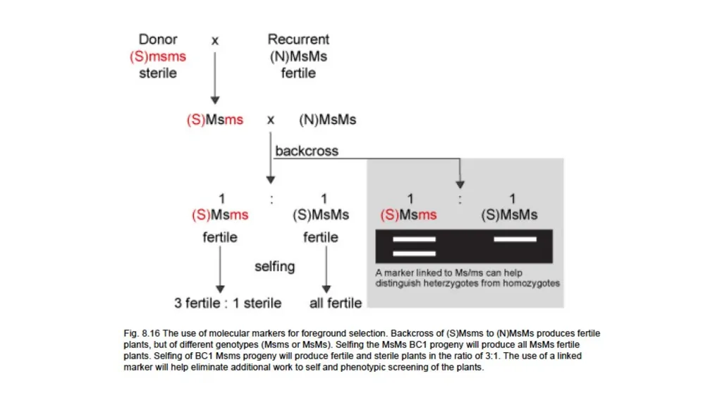 Lecture 1. Genetics (February 18) Lecture 2: - slide 47 of 110