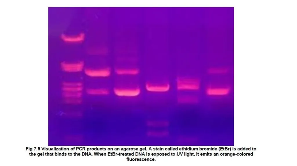 Lecture 1. Genetics (February 18) Lecture 2: - slide 6 of 110