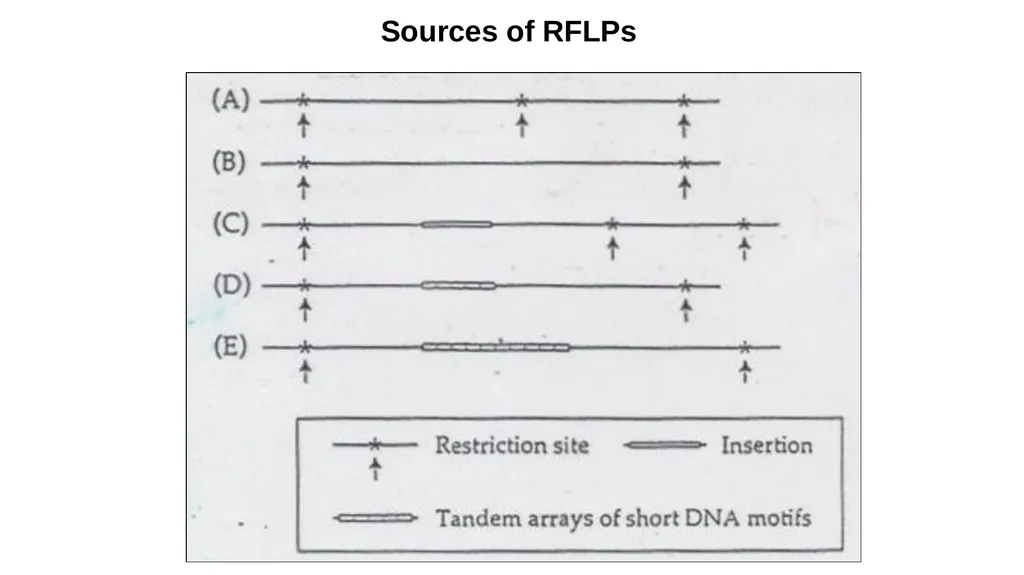 Lecture 1. Genetics (February 18) Lecture 2: - slide 16 of 110