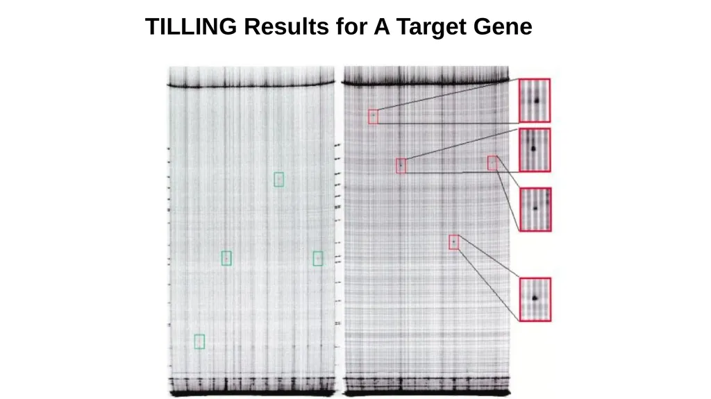 Lecture 1. Genetics (February 18) Lecture 2: - slide 76 of 110