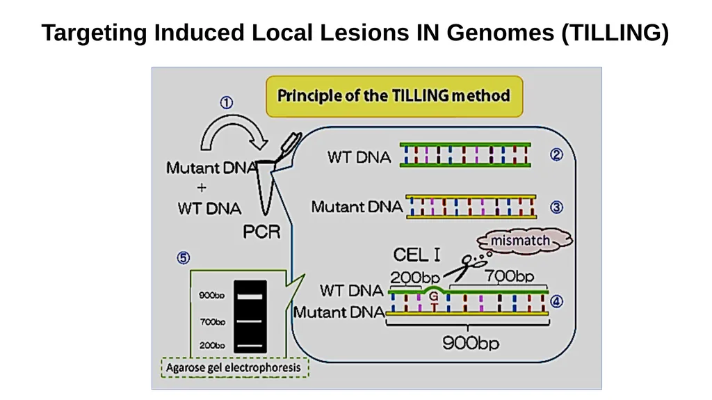 Lecture 1. Genetics (February 18) Lecture 2: - slide 74 of 110