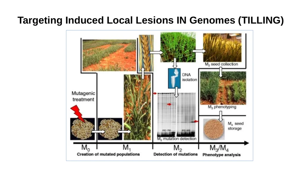 Lecture 1. Genetics (February 18) Lecture 2: - slide 77 of 110