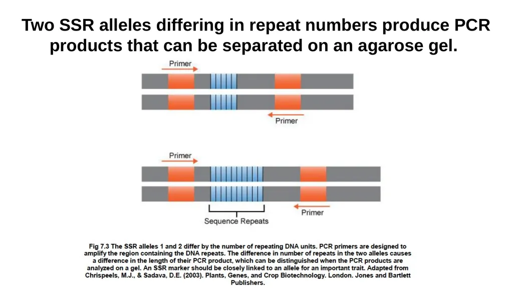 Lecture 1. Genetics (February 18) Lecture 2: - slide 24 of 110