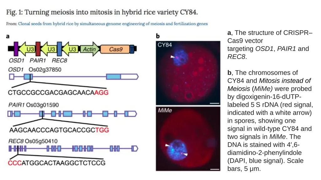 Lecture 1. Genetics (February 18) Lecture 2: - slide 103 of 110