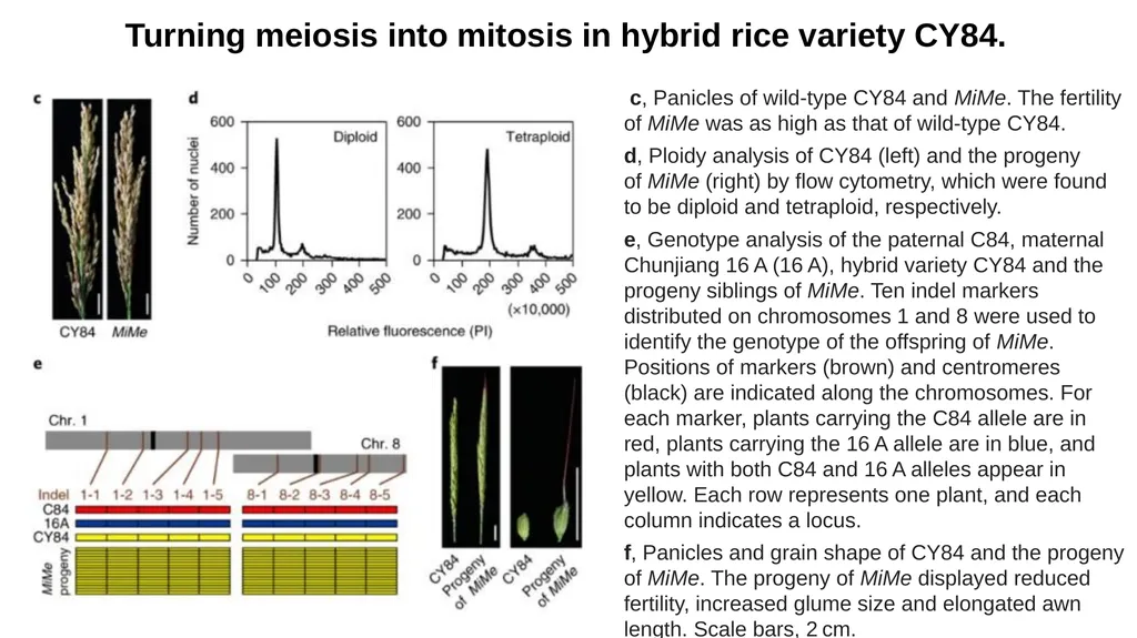 Lecture 1. Genetics (February 18) Lecture 2: - slide 104 of 110