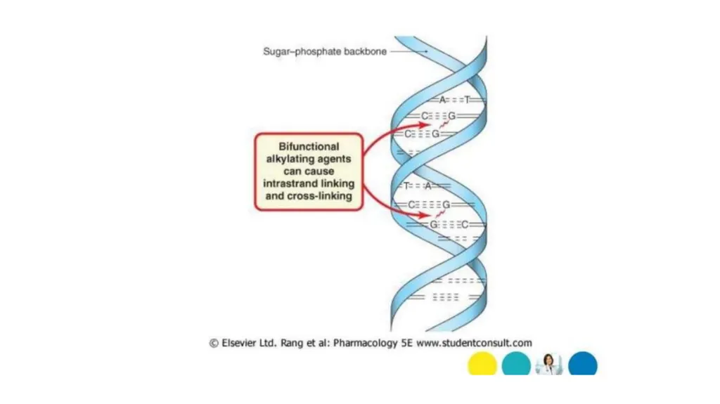Antineoplastic agents By Dr Abdul Samad Salahuddin - slide 20 of 26