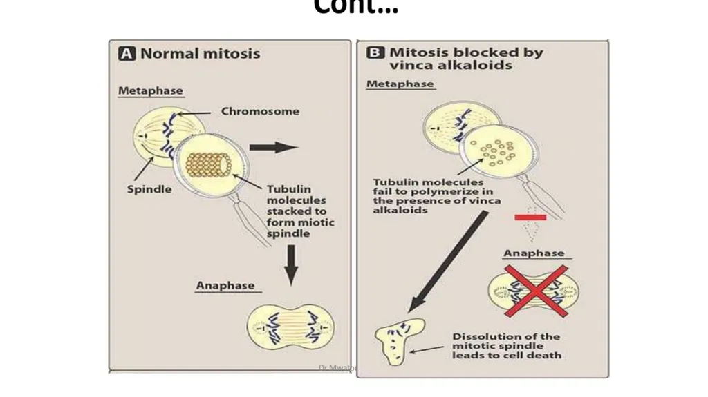 Antineoplastic agents By Dr Abdul Samad Salahuddin - slide 22 of 26