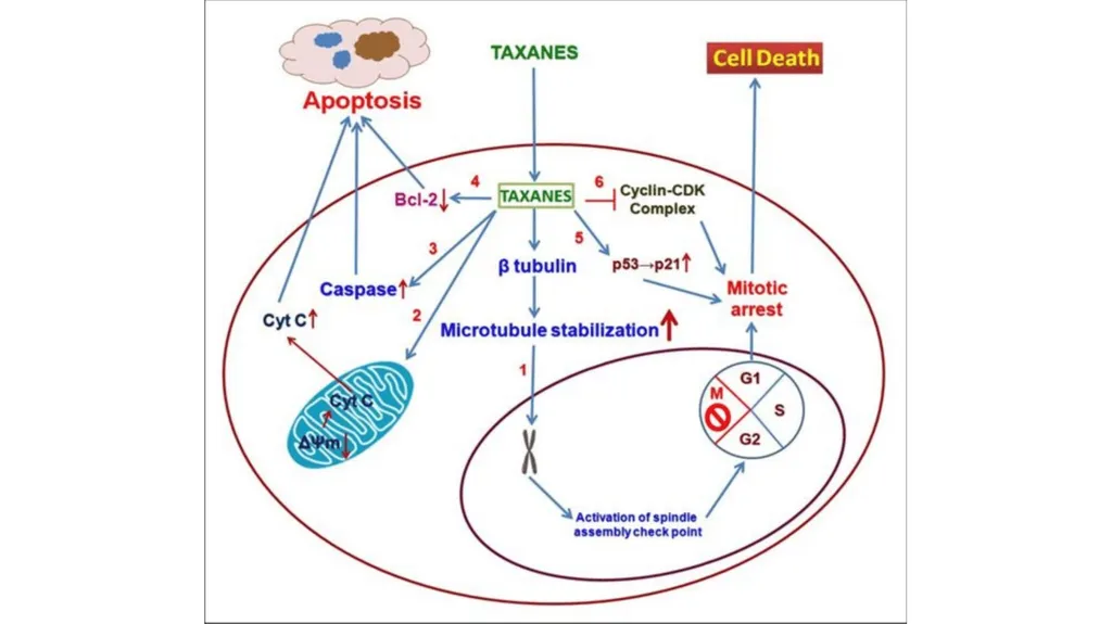 Antineoplastic agents By Dr Abdul Samad Salahuddin - slide 24 of 26