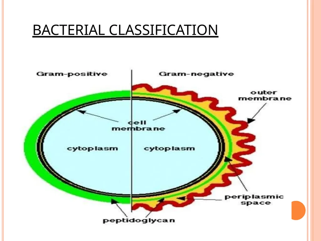 CELL WALL: STRUCTURE AND DYNAMICS INTRODUCTION - slide 5 of 41
