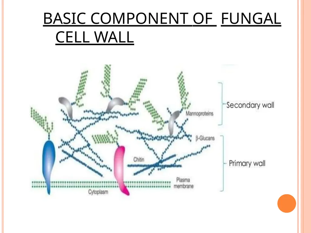 CELL WALL: STRUCTURE AND DYNAMICS INTRODUCTION - slide 15 of 41