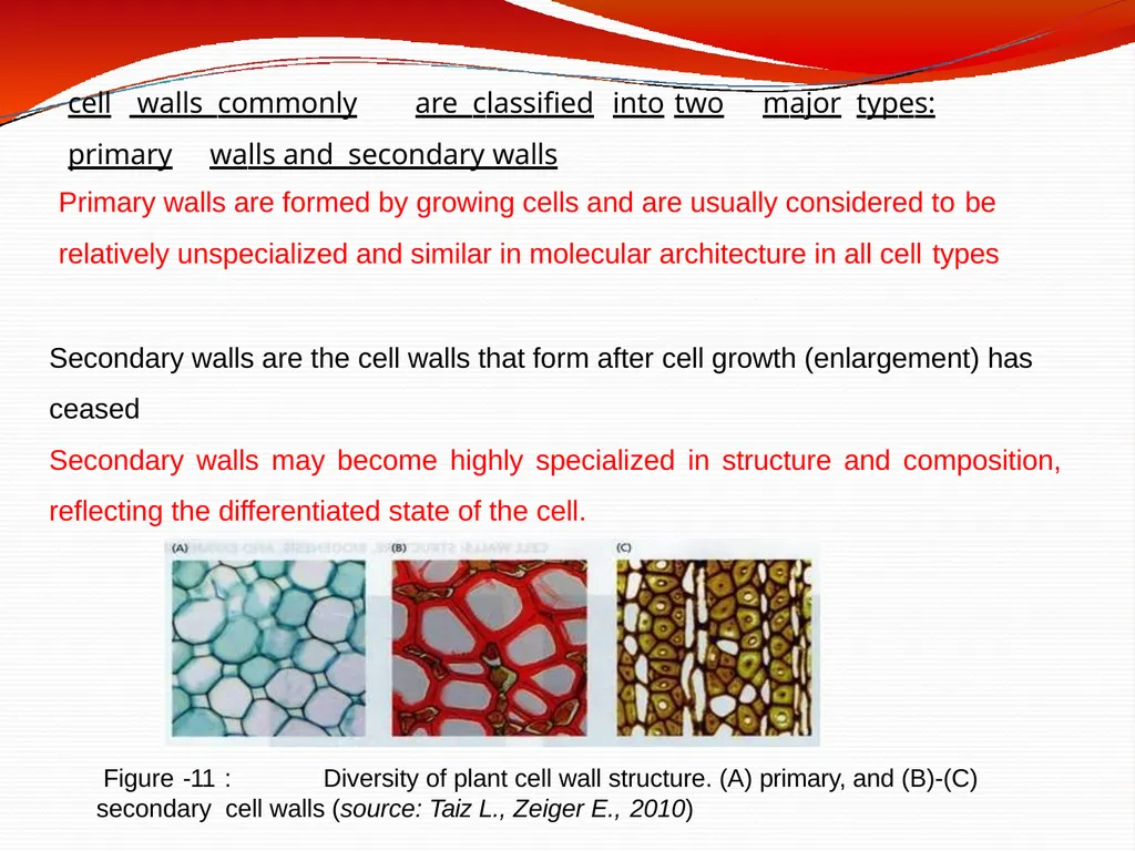 CELL WALL: STRUCTURE AND DYNAMICS INTRODUCTION - slide 30 of 41