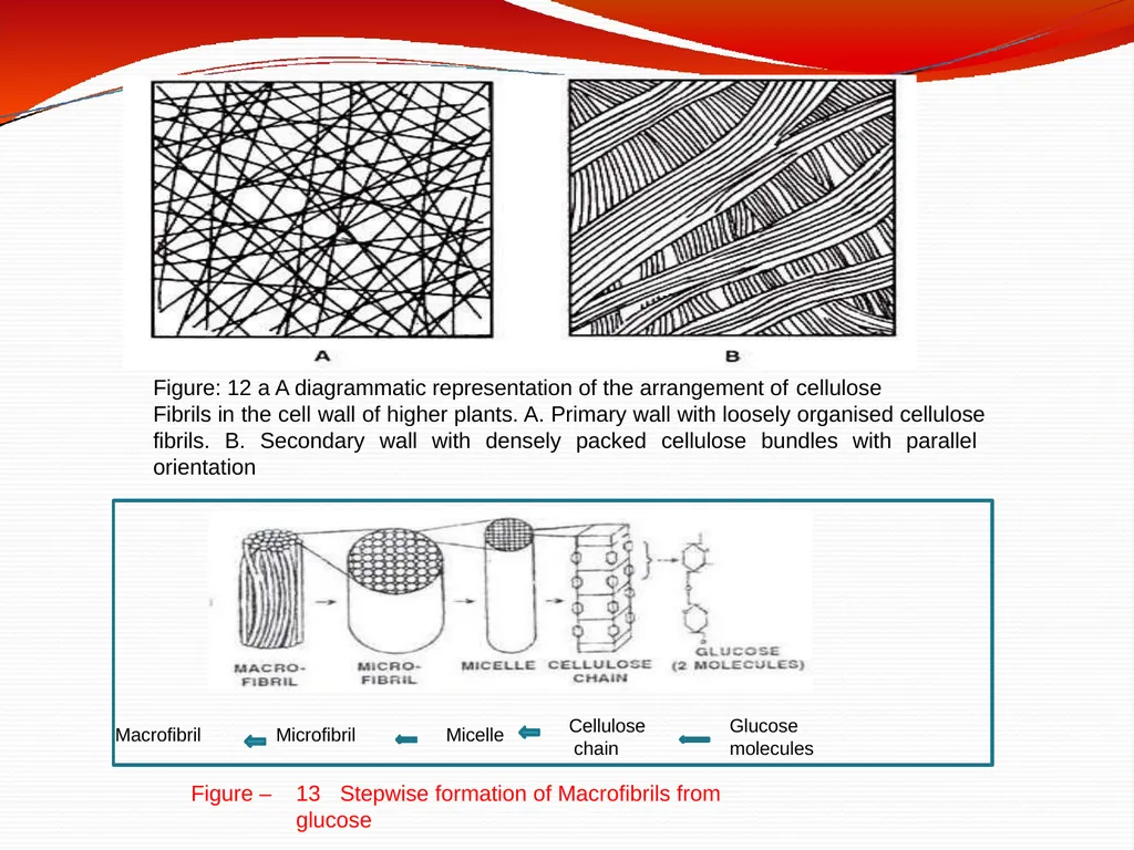 CELL WALL: STRUCTURE AND DYNAMICS INTRODUCTION - slide 34 of 41