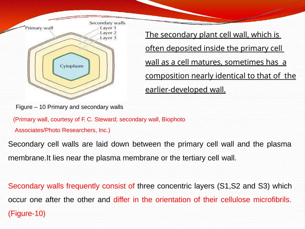 CELL WALL: STRUCTURE AND DYNAMICS INTRODUCTION - slide 28 of 41