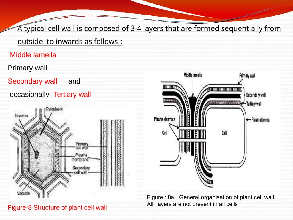 CELL WALL: STRUCTURE AND DYNAMICS INTRODUCTION - slide 19 of 41