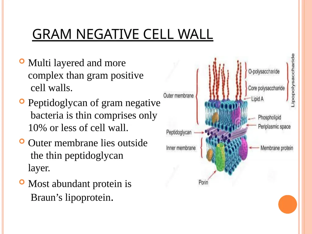 CELL WALL: STRUCTURE AND DYNAMICS INTRODUCTION - slide 10 of 41
