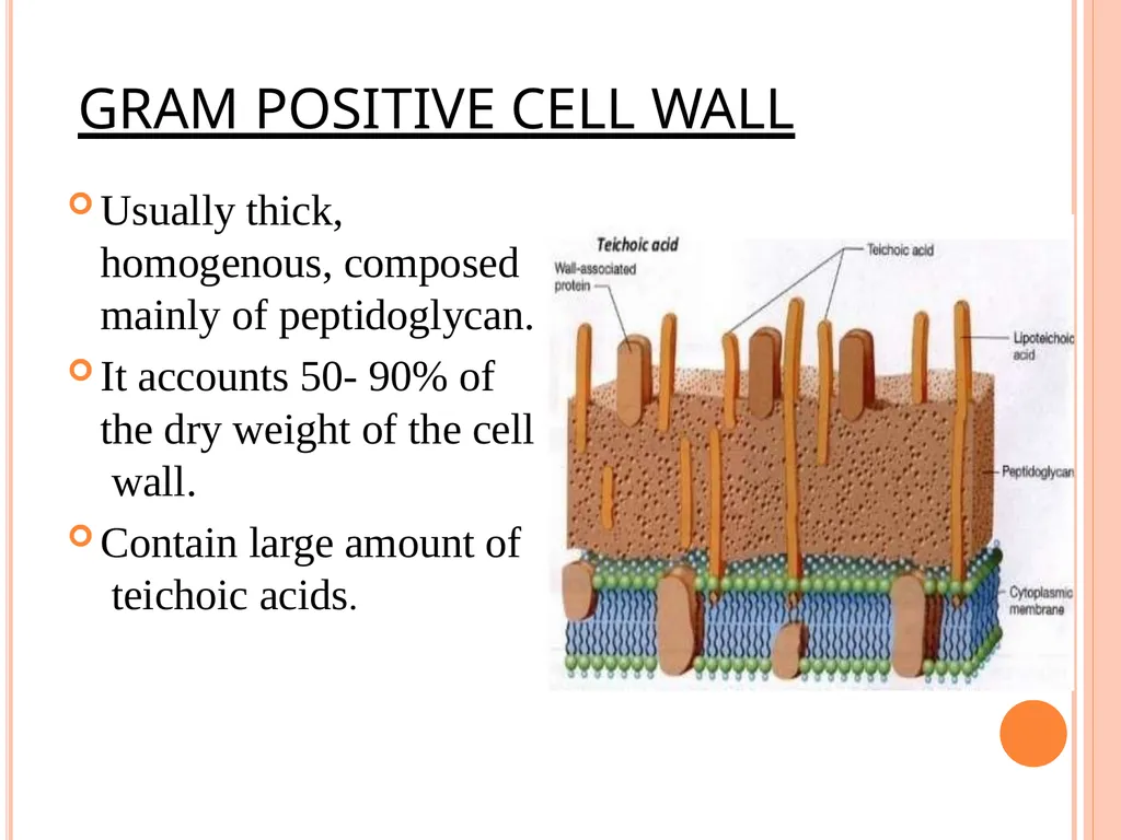 CELL WALL: STRUCTURE AND DYNAMICS INTRODUCTION - slide 9 of 41