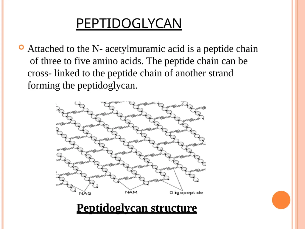 CELL WALL: STRUCTURE AND DYNAMICS INTRODUCTION - slide 7 of 41