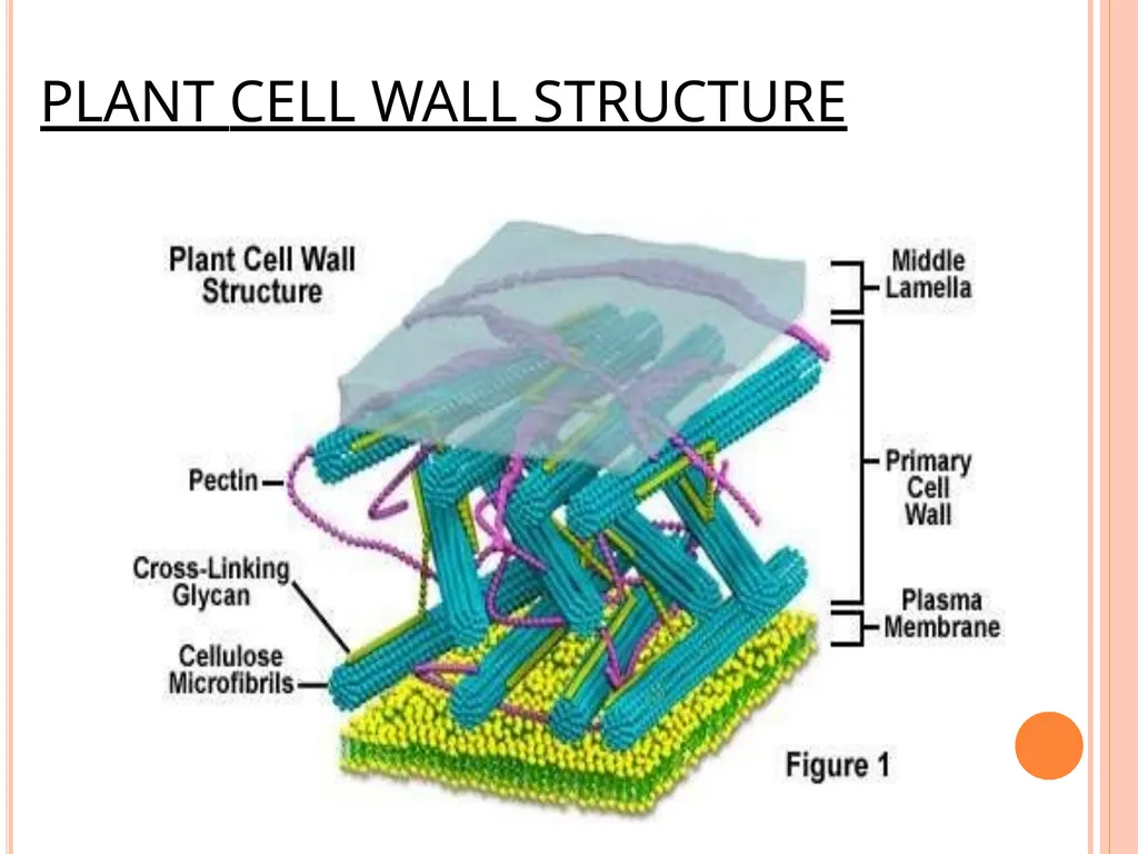 CELL WALL: STRUCTURE AND DYNAMICS INTRODUCTION - slide 20 of 41