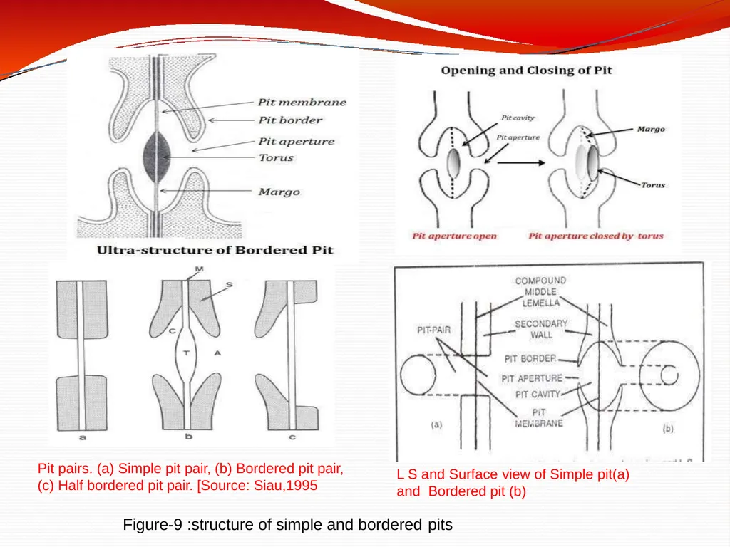 CELL WALL: STRUCTURE AND DYNAMICS INTRODUCTION - slide 27 of 41