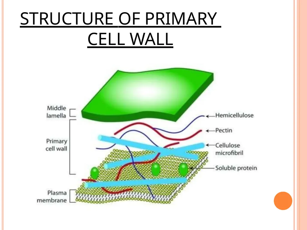 CELL WALL: STRUCTURE AND DYNAMICS INTRODUCTION - slide 24 of 41