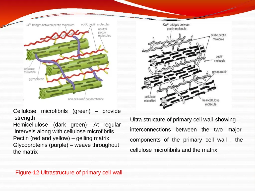 CELL WALL: STRUCTURE AND DYNAMICS INTRODUCTION - slide 33 of 41