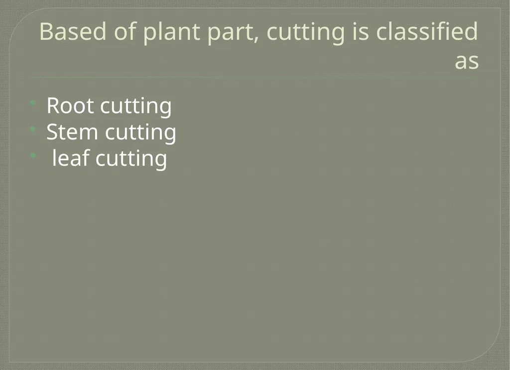 Vegetative propagation -Cutting By A.M.RASHIDA - slide 6 of 21