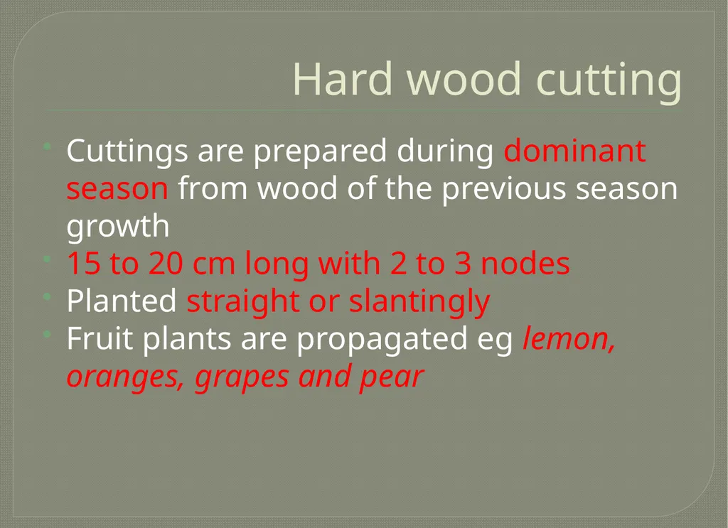 Vegetative propagation -Cutting By A.M.RASHIDA - slide 10 of 21