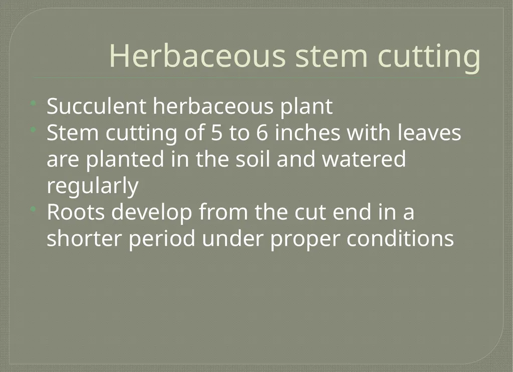 Vegetative propagation -Cutting By A.M.RASHIDA - slide 12 of 21