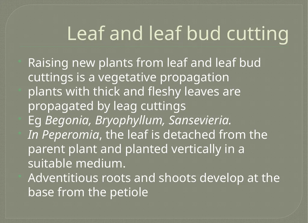Vegetative propagation -Cutting By A.M.RASHIDA - slide 15 of 21