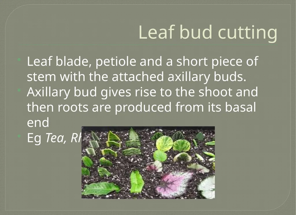 Vegetative propagation -Cutting By A.M.RASHIDA - slide 18 of 21