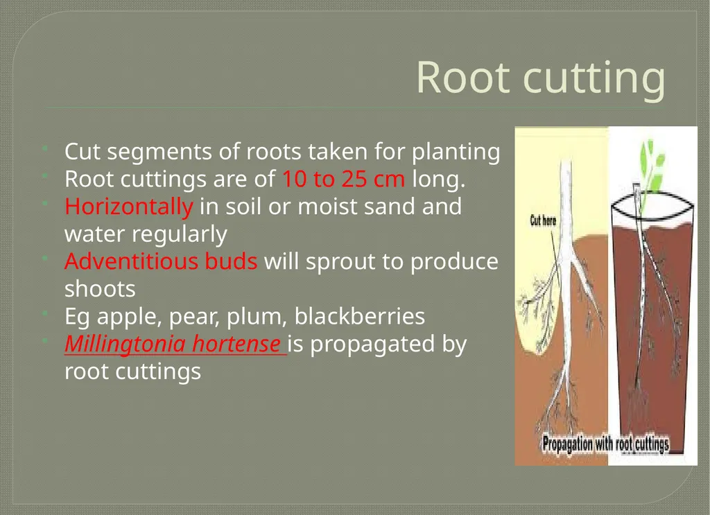 Vegetative propagation -Cutting By A.M.RASHIDA - slide 7 of 21