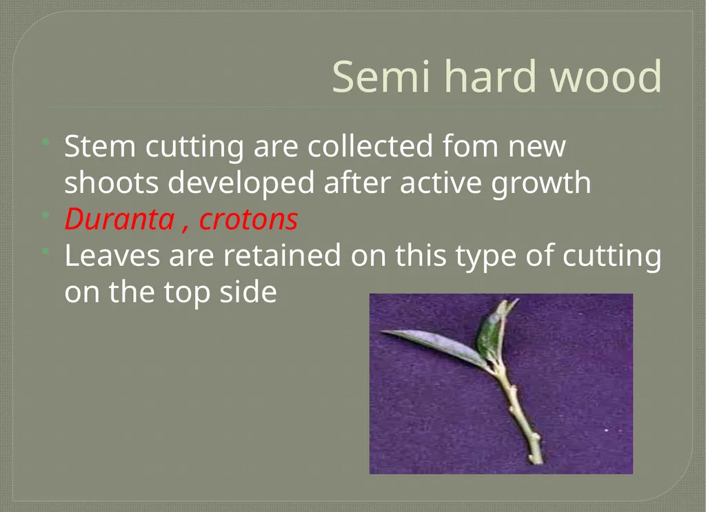 Vegetative propagation -Cutting By A.M.RASHIDA - slide 14 of 21