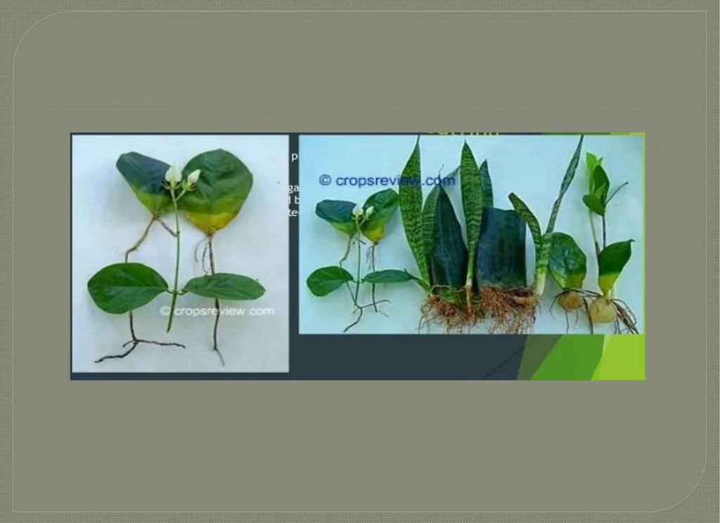 Vegetative propagation -Cutting By A.M.RASHIDA - slide 16 of 21