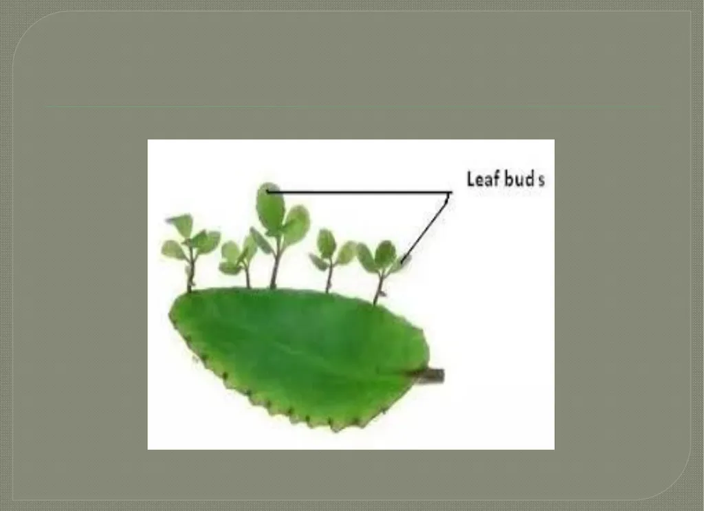 Vegetative propagation -Cutting By A.M.RASHIDA - slide 17 of 21